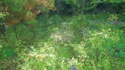 Forest Flyover Drone Shot Stock Footage 248557452