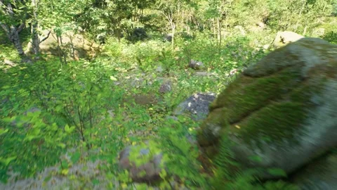 Forest Flyover Drone Shot Stock Footage 248557778