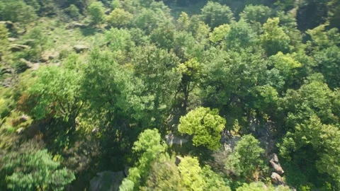 Forest Flyover Drone Shot Stock Footage 248557798