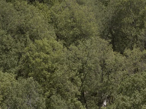 Forest Flyover Video stock 76574104