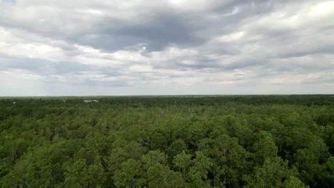 Forest Flyover Stock Footage 282415850