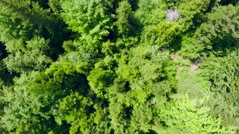 Forest Flyover Stock Footage 312684218