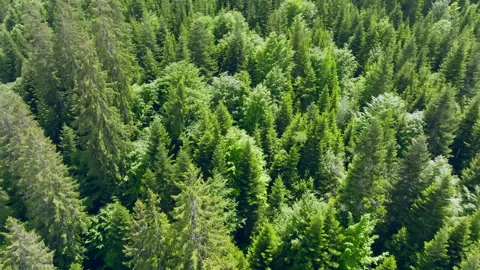 Forest Flyover Stock Footage 312684269