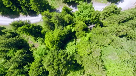 Forest Flyover Stock Footage 312684371