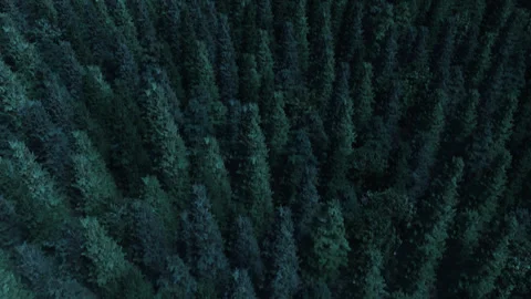 Forest Flyover Loop Stock Footage 302279353