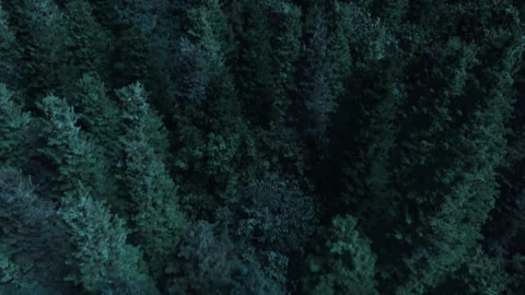 Forest Flyover Loop Stock Footage 302279421