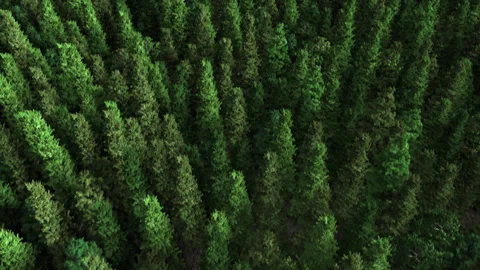 Forest Flyover Loop Stock Footage 302279427