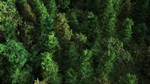 Forest Flyover Loop Stock Footage 302279454