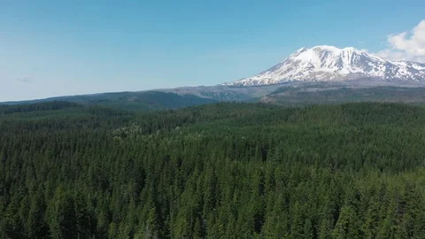 Forest flyover with Mt Adams in the background Stock Footage