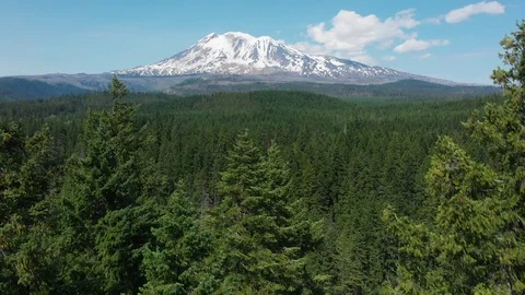 Forest flythrough view of Mt Adams 動画素材 123259160