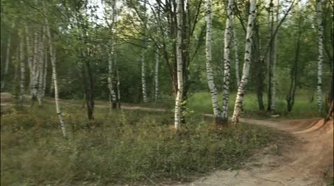 Forest flytrough 1 Stock Footage 20514828