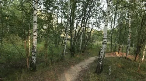 Forest flytrough 2 Stockbeeldmateriaal 20515403