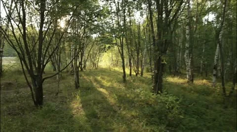 Forest flytrough 7 Stockbeeldmateriaal 20515656