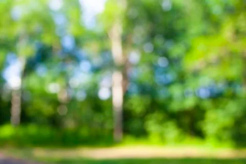 Forest focus background Stock Photos