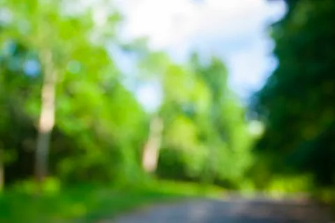 Forest focus background Stock Photos