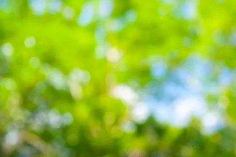 Forest focus background Stock Photos