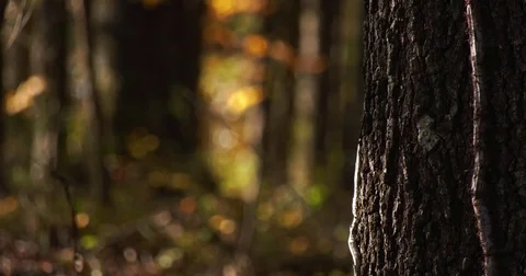 Forest Focus Transition Video stock 84736050