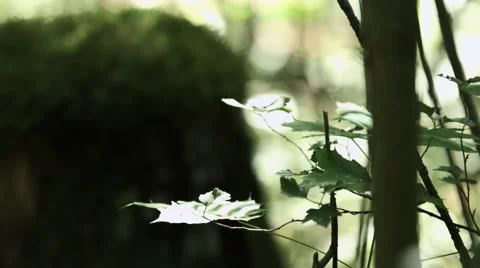 Forest focuspull Stock Footage 49159850