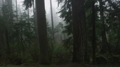Forest Fog 1 Stock Footage 47128443