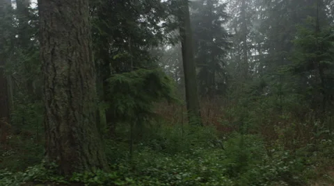 Forest Fog 3 動画素材 47128467