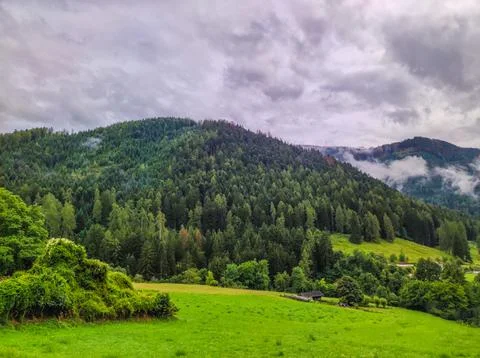 Forest with fog and clouds Stock Photos