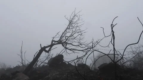 Forest fog and desolation Stock Footage 261704440