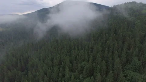 Forest in the fog. drone flight Stock Footage 67109707