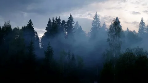 A forest with fog enveloping the trees. The branches and tops of the fir trees Stock Footage 280699380