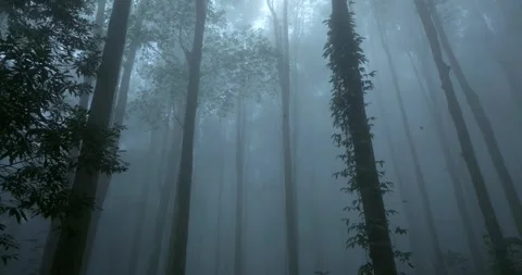 Forest in fog. Flying through between trees in a mystic tropical forest Stock Footage 310401781