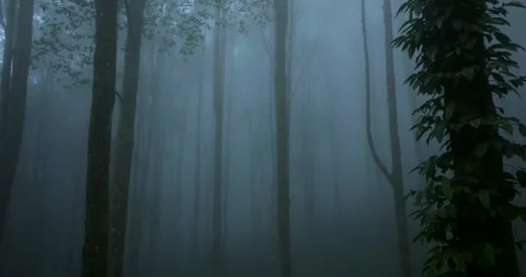 Forest in fog. Flying through between trees in a mystic tropical forest Stock Footage 310437300