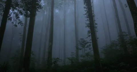 Forest in fog. Flying through between trees in a mystic tropical forest Stock Footage 310784606