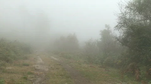 Forest fog  Stock Footage 537911