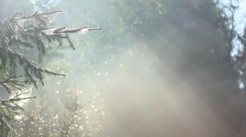 Forest in fog Stock Footage