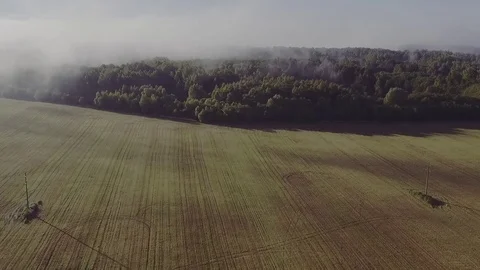 Forest Fog Stock Footage 77247919