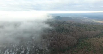 Forest in the Fog Stock Footage 85861176