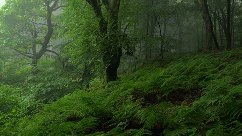 Forest with fog Stock Footage 94514722