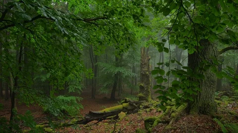 Forest with fog Video stock 94515063