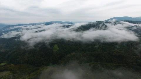 Forest Fog Video stock 95727158