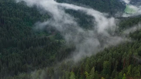 Forest Fog 스톡 동영상 168883853