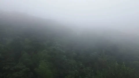 Forest in fog Stock Footage 205291995