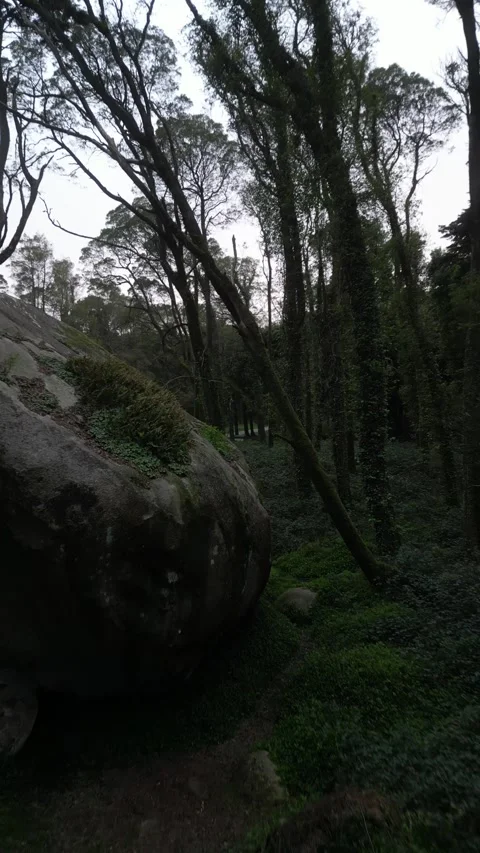 Forest in the fog Stock Footage 299131091