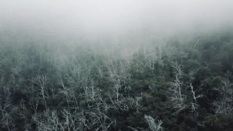 Forest with fog hover Stock Footage 271313500