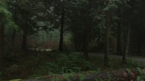 Forest Fog Path Stock Footage 47128632