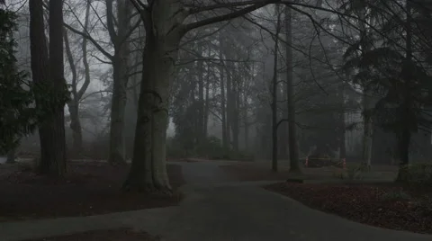 Forest Fog Paths Stock Footage 47128615