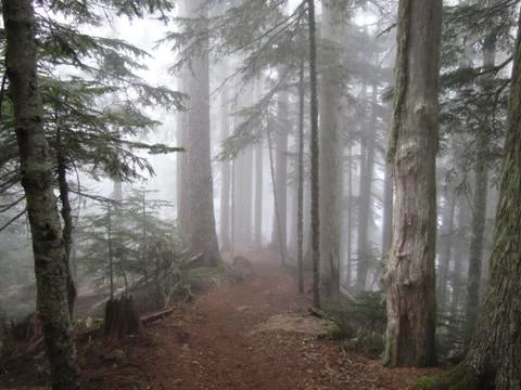 Forest fog Stock Photos