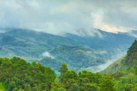 Forest with fog Stock Photos