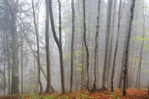 Forest in fog Stock Photos
