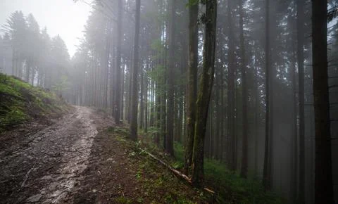 Forest in fog Foto stock
