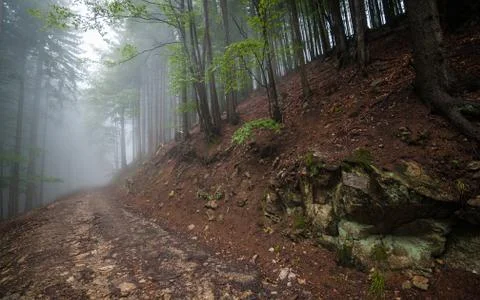 Forest in fog Stock Photos