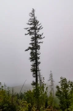 Forest in the fog Stock Photos